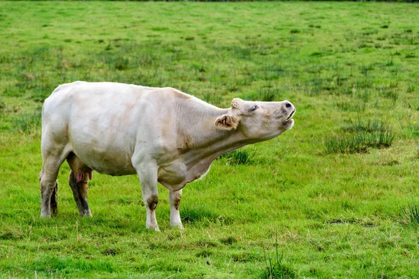 วัวป่าได้อย่างอิสระในภาคเหนือของสกอตแลนด์แกรนด์แมนส์ — ภาพถ่ายสต็อก
