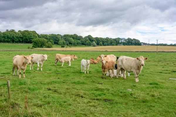 Cowns pastando libremente en la región del norte de Escocia Grampians —  Fotos de Stock