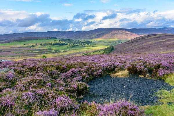 Heather on the gently rolling hills of  Northern Scotland — Stock Photo, Image