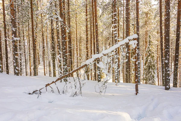 Zamrożone Lasy Śnieżne Laponii Północno Zachodniej Finlandii Skandynawii — Zdjęcie stockowe