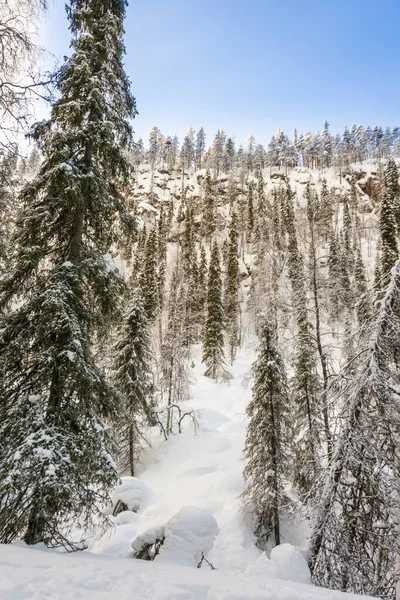 Zamrożone Lasy Śnieżne Laponii Północno Zachodniej Finlandii Skandynawii — Zdjęcie stockowe