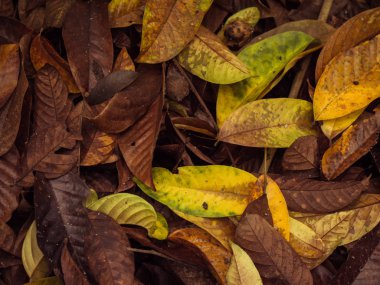 Düşmüş tropikal yere bırakır. Doku ve arka plan.