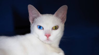 Khao Manee kedi, elmas göz kedi portresi.