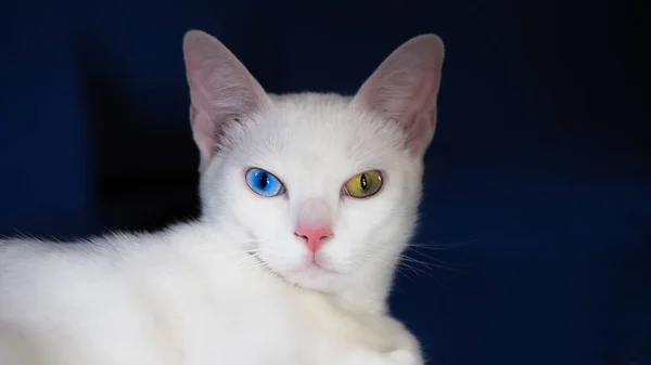 Portrait of  Khao Manee cat, Diamond eye cat. — Stock Photo, Image