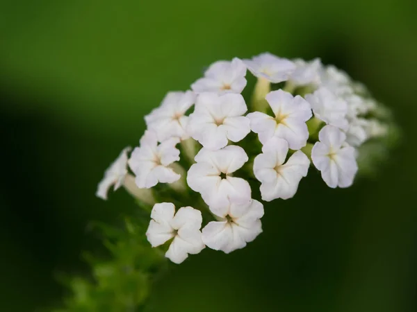 Heliotropium indicum çiçek. 