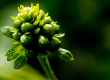 Lantana camara tohumları. seçici odak.