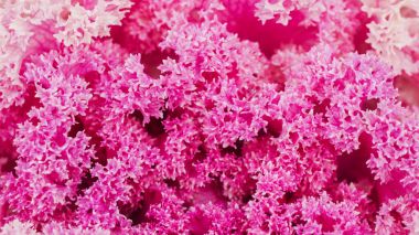 Çiçekli lahana. Portre. Arka plan.