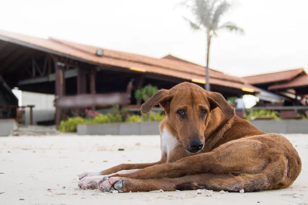 Köpek rahatlatıcı kum Beach, Tayland Tayland kahverengi.