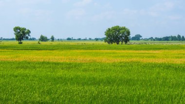 Pirinç alan rengini güzel fark.