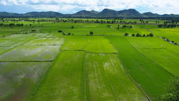 Paddy alanları Tayland.
