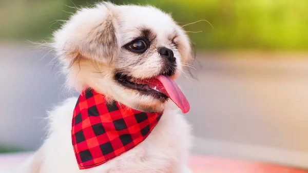 Pekingese puppy wearing a cute red-black scarf. — Stock Photo, Image
