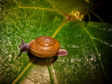 yeşil yaprak üzerinde sürünerek salyangoz.