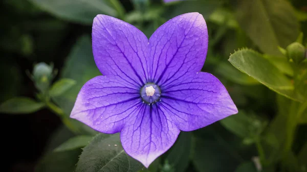 Violette Ballonblume. — Stockfoto