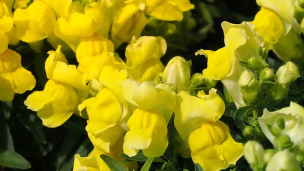 Sarı Snapdragon çiçek çiçeklenme. 