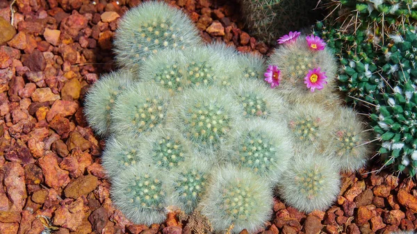 Mammillaria laui, kaktüs grup. 