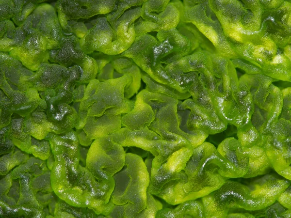 Macro shot d'algues vertes à la surface de l'eau . — Photo