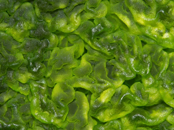 Su yüzeyinde yeşil yosun makro çekim. 