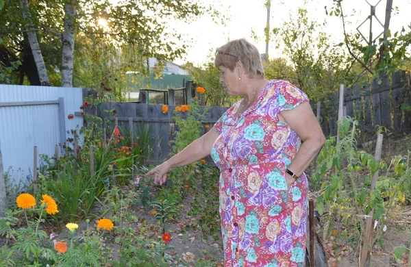 Elderly woman in floral dress points to her flower beds of marigold flowers in the summer evening in village