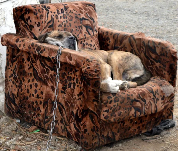 Brown armchair with old sleeping dog on the chain on an early spring day