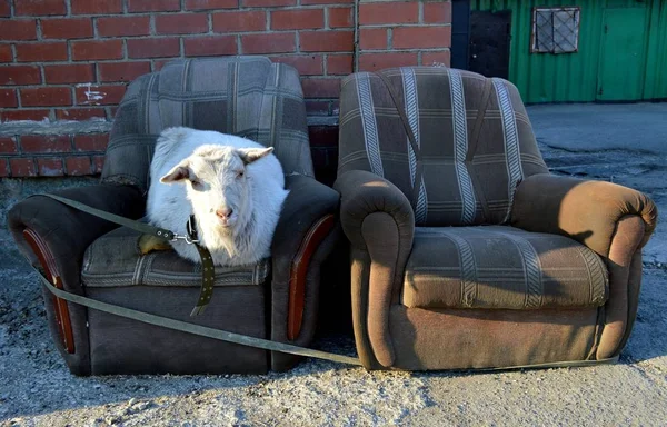 Two old shabby ugly armchairs with laying white hornless goat in the centre of city Vladivostok, Russia