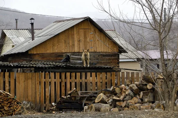 Yellow dog standing on the roof of barn on a snowy spring day near next to sawn firewood and logs