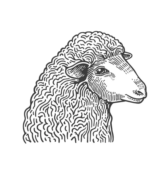 Голова овцы ручной работы в стиле средневековой гравюры. Отечественное сельскохозяйственное животное изолировано на белом фоне. Векторная иллюстрация в монохромных цветах для меню ресторана, мясного магазина, сайта, логотипа . — стоковый вектор
