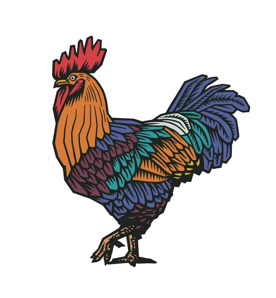 Renkli horoz veya horoz elle çizilmiş eski gravür tarzında. Yerli tavuk yemeği kavramı, kanatlı kuş işleyebiliriz. Vektör çizim için afiş, poster, tişört baskı, tarım Pazar logo, reklam. — Stok Vektör