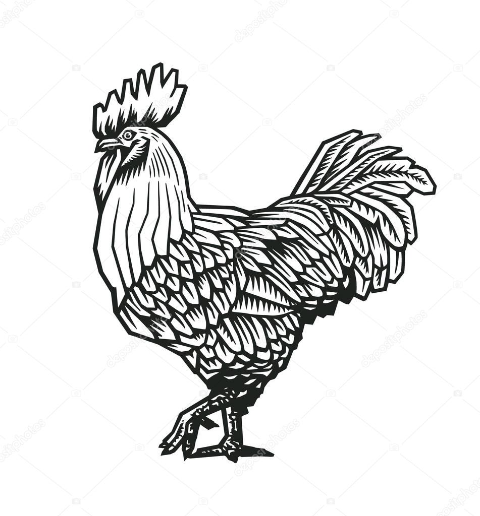 Rooster or cock hand drawn in medieval engraving style. Gorgeous farm bird isolated on white background. Vector illustration in monochrome colors for banner, print, restaurant logo, advertisement