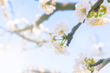 Nisan 'da açan erik, açık bir gökyüzüne karşı.