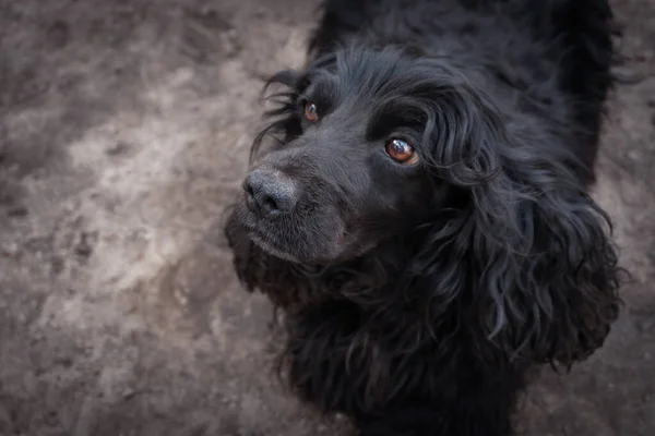 Dog cocker spaniel with a black outline looks away, friend of man.