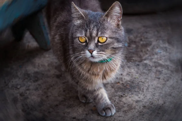 Vznešený Kocour Velkýma Nádhernýma Žlutýma Očima Kočka Krátkýma Nohama — Stock fotografie