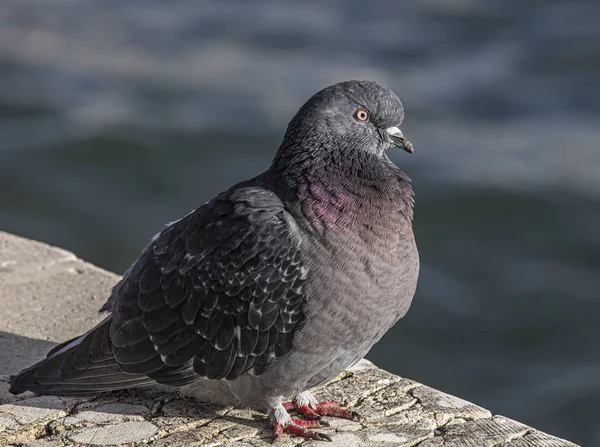 Nature Dove Pigeon Background Dove Love — Stock Photo, Image