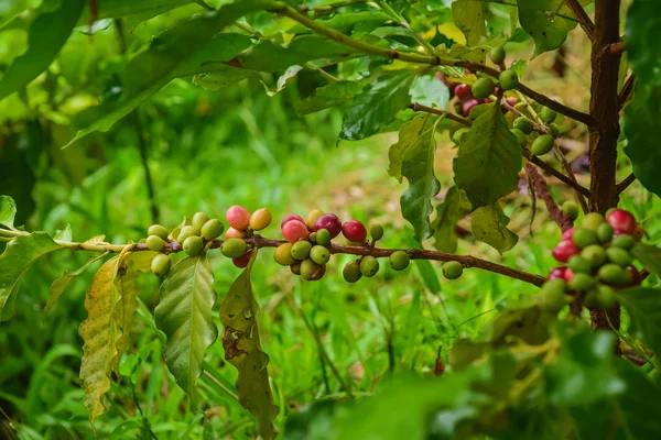 Coffee cherry mix ripe red and unripe green — Stock Photo, Image