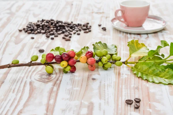 Branch of Coffea with Coffee Cherry ripe fruits and bean on wood table