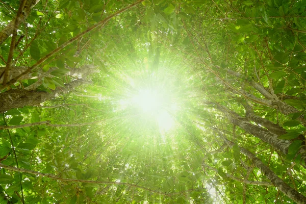 Stralen van de zon door de bomen bladeren — Stockfoto