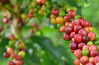 kahve kiraz mix Coffea, seçilen odak olgun kırmızı ve olgunlaşmamış yeşil