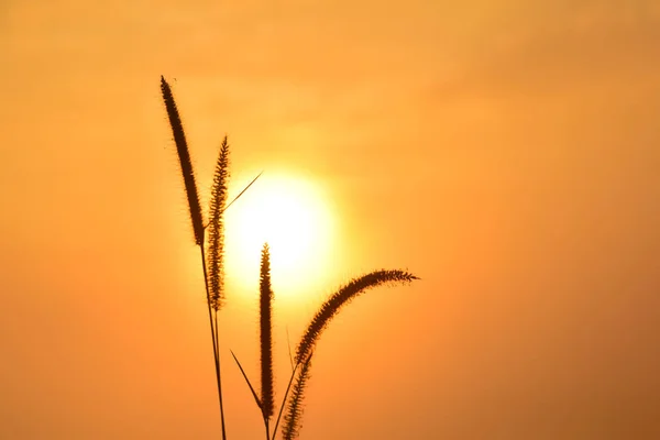 Grama e pôr do sol para fundo da noite dourada — Fotografia de Stock