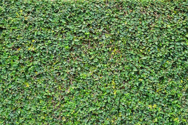 Green Creeper Plant on a Wall for home design background — Stock Photo, Image