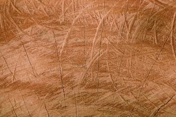 Texture bois naturel du tronc d'arbre coupé avec anneaux annuels en bois — Photo