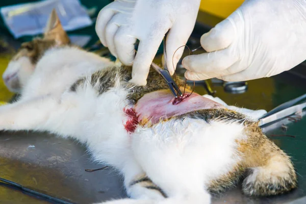 The cat on the operating table in a veterinary clinic for surgery , the uterus and ovaries
