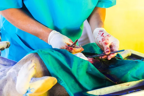 El perro en la mesa de operaciones en una clínica veterinaria para la cirugía, el útero y los ovarios —  Fotos de Stock