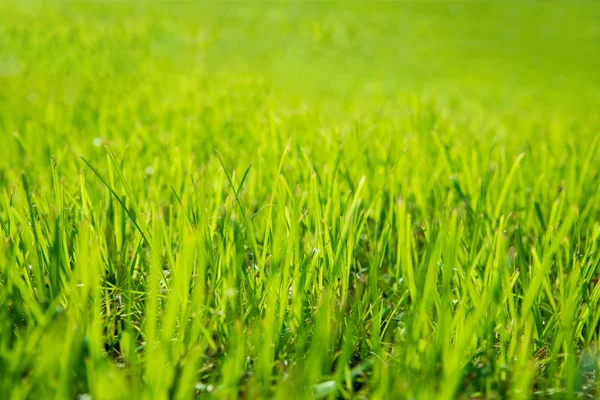 Naturale verde erba pavimento sfocato sfondo — Foto Stock