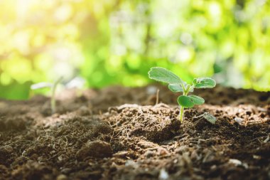 sabah ışık çamura gelen küçük büyüyen bitki