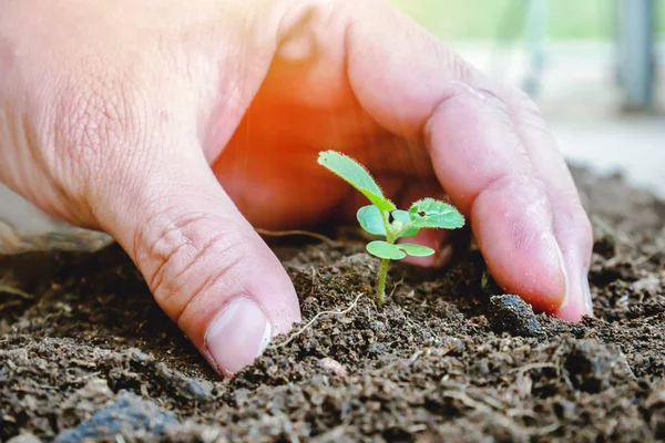 Pequeña planta de crecimiento procedente de la suciedad en la luz de la mañana con la mano —  Fotos de Stock