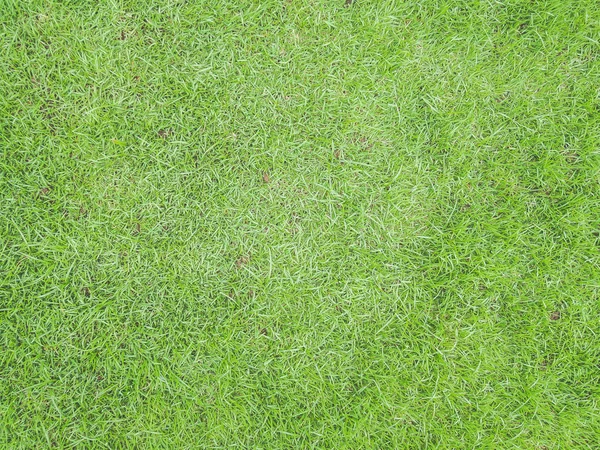 Zelená tráva charakter povrchu venkovní zázemí — Stock fotografie