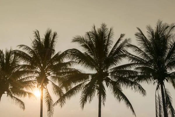 Silueta cocotero a la hora de la puesta del sol de la costa tropical, fondo de verano —  Fotos de Stock