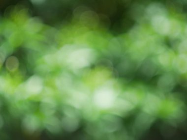 ormandaki, doğa orman kökenli odak dışında yeşil bokeh yeşil doğa arka plan yaprak Rüzgar esiyor