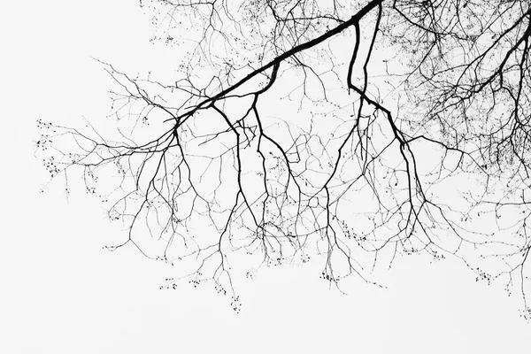 Pod drzewo sylwetka nie liść na białym tle — Zdjęcie stockowe