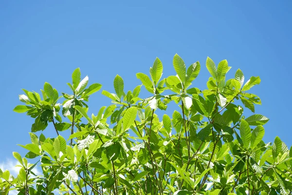 Helder groene bladeren tegen blauwe hemel aan de onderkant van het frame kopiëren ruimte gebruiken als achtergrond of wallpaper — Stockfoto