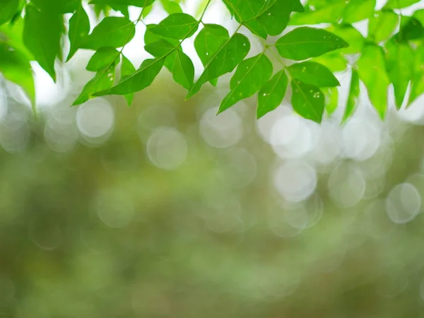 Groene natuur abstracte achtergrond van blad wind blaast in bos, groene bokeh uit focus achtergrond uit natuur forest — Stockfoto